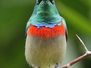 Lesser Double-collared Sunbird