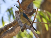 Malachite Sunbird