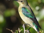 Malachite Sunbird