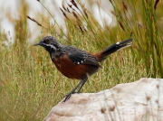Cape Rock-jumper - male on rock, Rooi Els South Africa © 2006 Steve Ogden