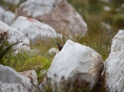 Cape Rock-jumper - shy male peering out from behind a rock, South Africa © 2006 Steve Ogden