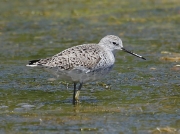 Marsh Sandpiper