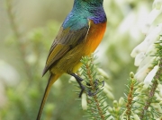Orange-breasted Sunbird