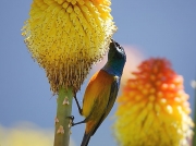Orange-breasted Sunbird (Anthobaphes violacea)