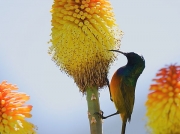 Orange-breasted Sunbird (Anthobaphes violacea)