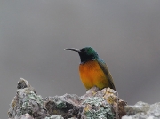 Orange-breasted Sunbird (Anthobaphes violacea)