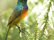 Orange-breasted Sunbird (Anthobaphes violacea)
