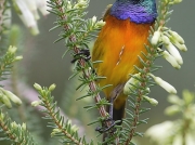 Orange-breasted Sunbird (Anthobaphes violacea)