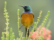 Orange-breasted Sunbird (Anthobaphes violacea)