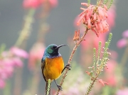 Orange-breasted Sunbird (Anthobaphes violacea)