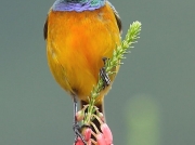 Orange-breasted Sunbird (Anthobaphes violacea)