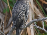 Reed Cormorant, South African Birds © 2006 Steve Ogden