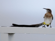 Cape Sugarbird (Promerops cafer) on holiday apartment balcony, South Africa, Cape Peninsular