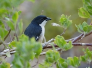 Southern Boubou, South African Birds © 2006 Steve Ogden