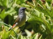 Swee Waxbill