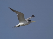 Swift Tern