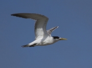 Swift Tern