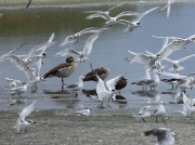 Gulls. Terns and Egyptian Geese at Strandfontein Sewage works, Cape Town, South Africa