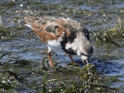 Turnstone (Arenaria interpres)