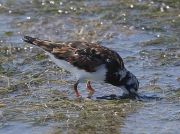Turnstone (Arenaria interpres)