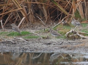 Water Thick-knee South Africa © 2006 Steve Ogden