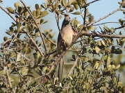 White-backed MousebirdWhite-backed Mousebird South Africa © 2006 Steve Ogden