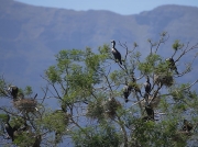 White-breasted Cormorant South Africa © 2006 Steve Ogden