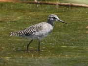 Wood Sandpiper