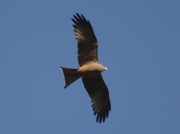 Yellow-billed Kite