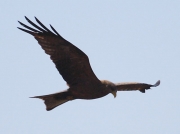 Yellow-billed Kite,  the Darling Farmlands, South Africa © 2006 Steve Ogden