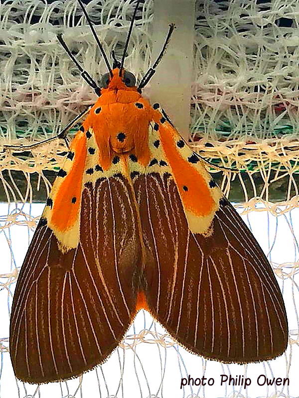 Moths Invading South African Homes Identification And Prevention