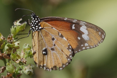 South African insects