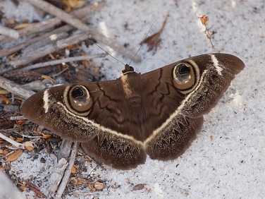 Cream-striped Owl Moth