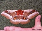 African Emperor Moth, Cabbage Tree Emperor Moth, Bunaea alcinoe, South Africa photo M Smithson