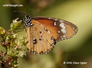 African Monarch Butterfly or Plain Tiger, Danaus chrysippus South Africa © 2006 Steve Ogden