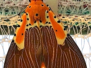 Asota speciosa Moth South Africa reared from caterpillar photo Philip Owen