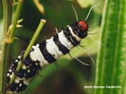 Beautiful Tiger Moth caterpillar Amphicallia bellatrix
