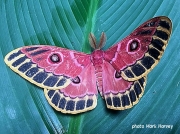 Bunaeopsis jacksoni , Saturniidae, Zambia, Africa photo Mark Harvey