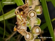 Chrysodeixis chalcites Golden Twin-spot South Africa photo Lisa Herselman
