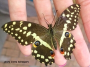 Citrus Swallowtail Butterfly