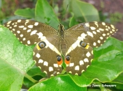Citrus Swallowtail