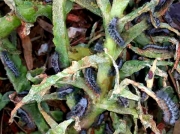South African caterpillars on wild fig Cape Town photo R Gosnell 2014