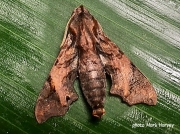 Temnora pylades Hawkmoth, Sphingidae, Zambia, Africa photo Mark Harvey
