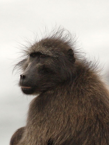 Chacma or Cape Baboon, South Africa © 2006 Steve Ogden
