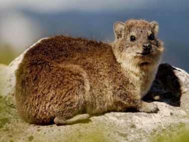 South African Rock Hyrax in the Cape of Good Hope Reserve, South Africa © 2006 Steve Ogden