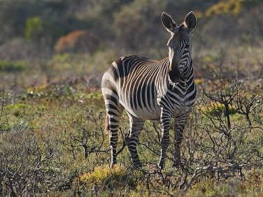 Zebra in the Cape of Good Hope Reserve, South Africa