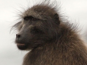 Chacma or Cape Baboon, South Africa © 2006 Steve Ogden