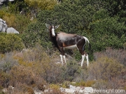 Bontebok