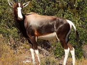 bontebok_3745