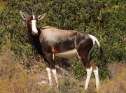 Bontebok (Damaliscus pygargus pygarus) South Africa